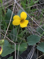 Viola purpurea quercetorum