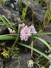 Allium cratericola