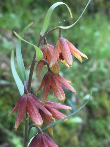 Image of Fritillaria eastwoodiae by (c) Matt Berger, some rights reserved (CC BY)