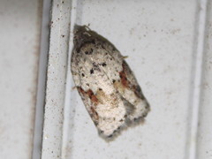 Acleris cornana