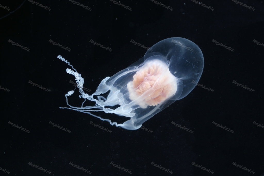 Leuckartiara hoepplii