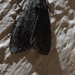 Olepa ricini
