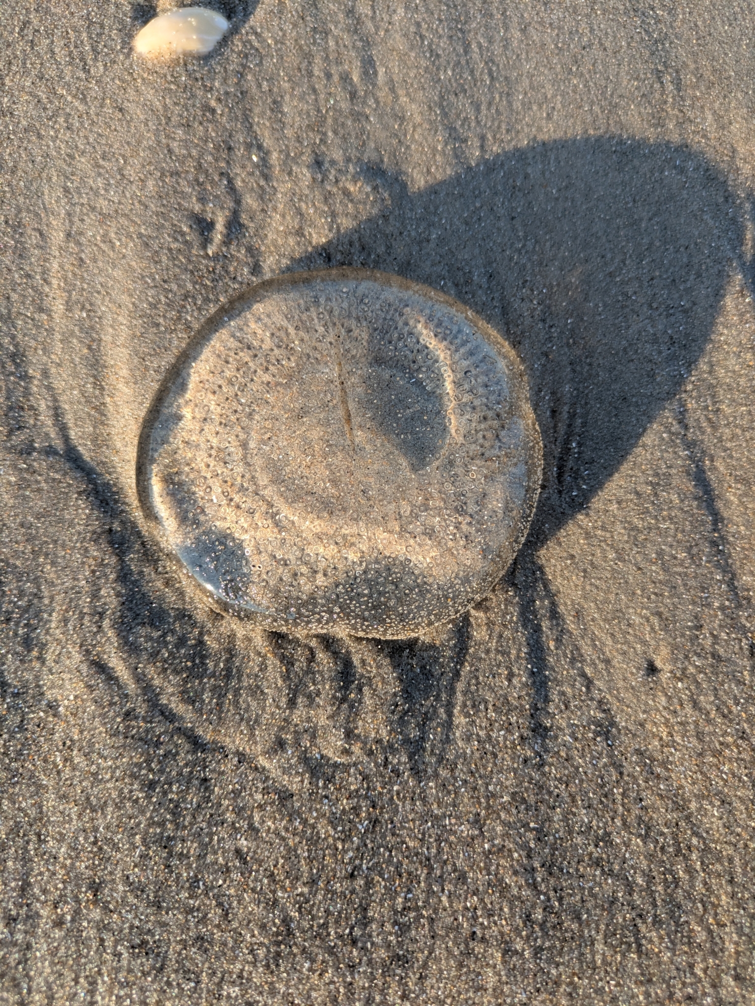 Rhacostoma atlanticum L.Agassiz, 1851