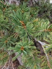 Pinus monticola