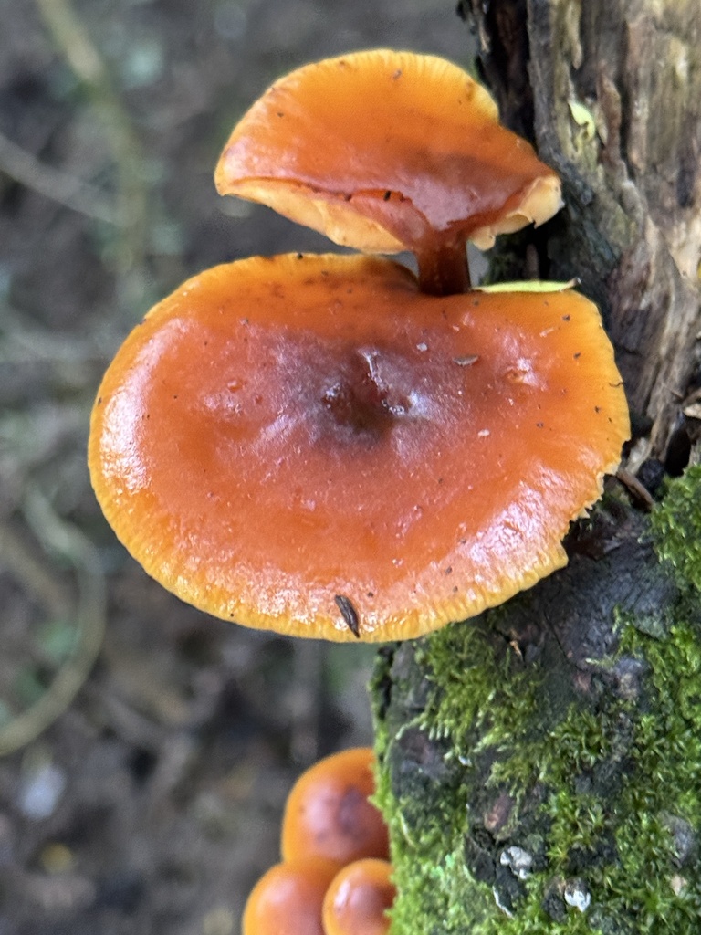 Flammulina velutipes · June 2025 · photo: © iandickie (iNaturalist, cc-by)