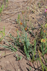 Afroscirpoides dioeca