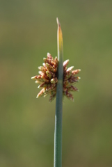 Afroscirpoides dioeca