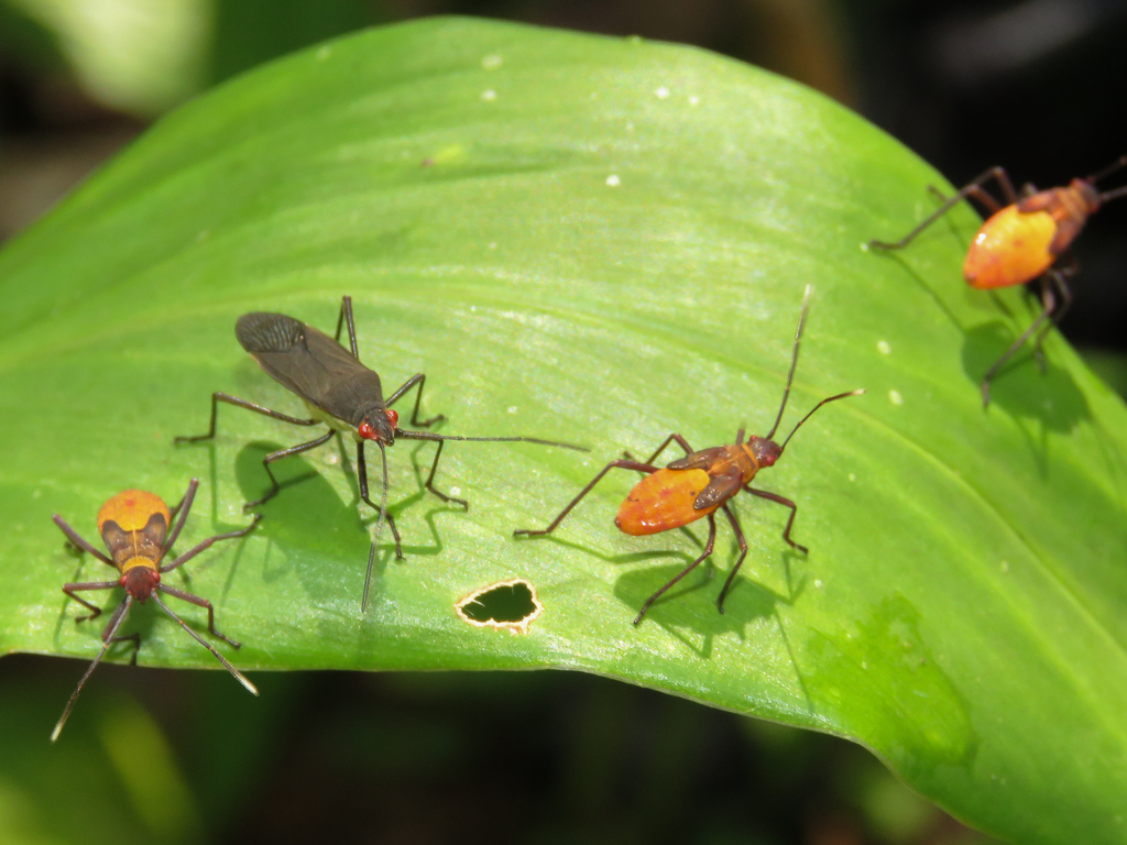 Jadera obscura