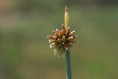 Afroscirpoides dioeca