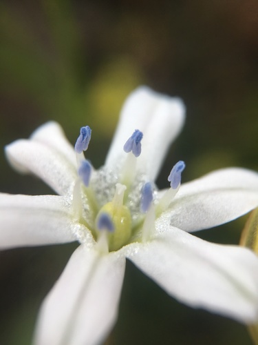 Image of Triteleia lilacina by (c) Matt Berger, some rights reserved (CC BY)