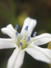 Triteleia lilacina