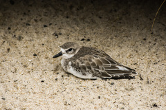 Charadrius obscurus