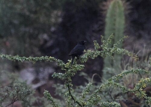 Bolivian Blackbird (Oreopsar bolivianus), photo 10