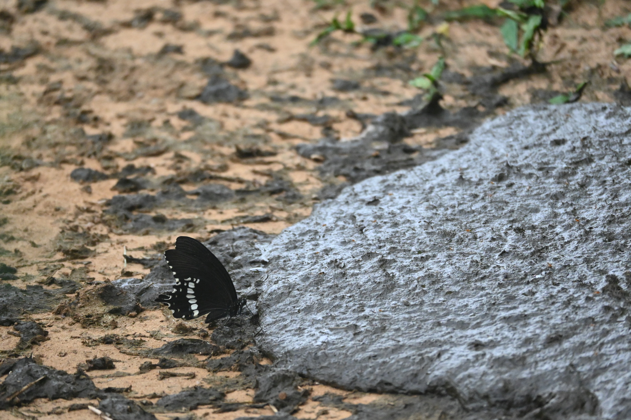 Common Mormon