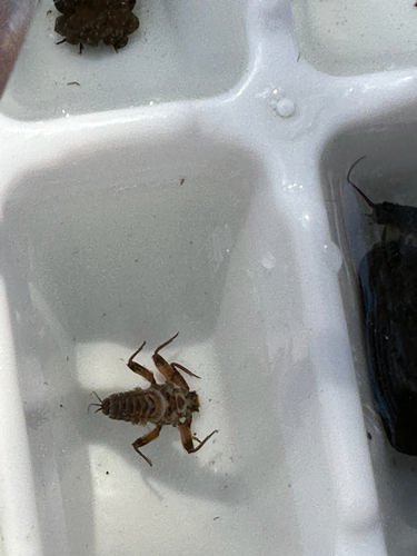 iNaturalist observation photo of Mayflies