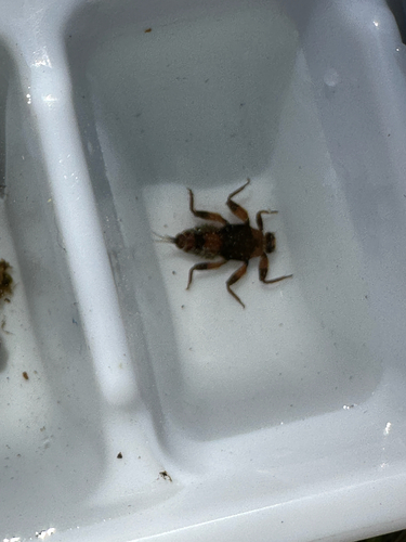 iNaturalist observation photo of Mayflies