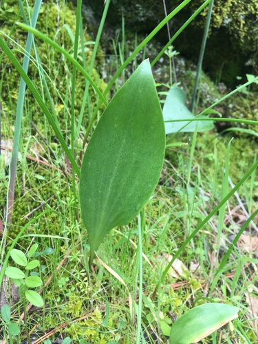 Image of Fritillaria eastwoodiae by (c) Matt Berger, some rights reserved (CC BY)