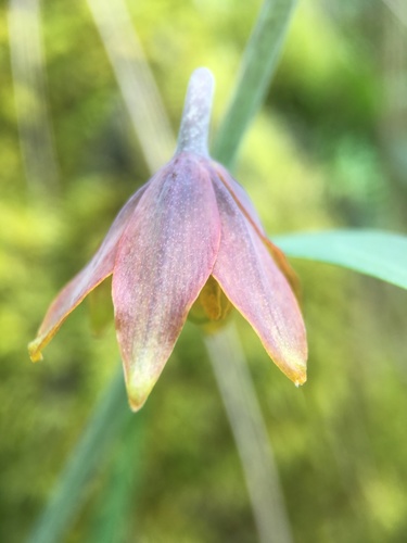 Image of Fritillaria eastwoodiae by (c) Matt Berger, some rights reserved (CC BY)