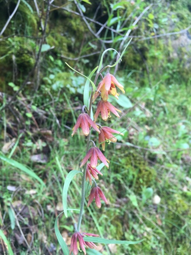 Image of Fritillaria eastwoodiae by (c) Matt Berger, some rights reserved (CC BY)