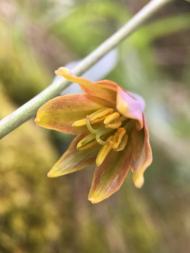 Image of Fritillaria eastwoodiae by (c) Matt Berger, some rights reserved (CC BY)