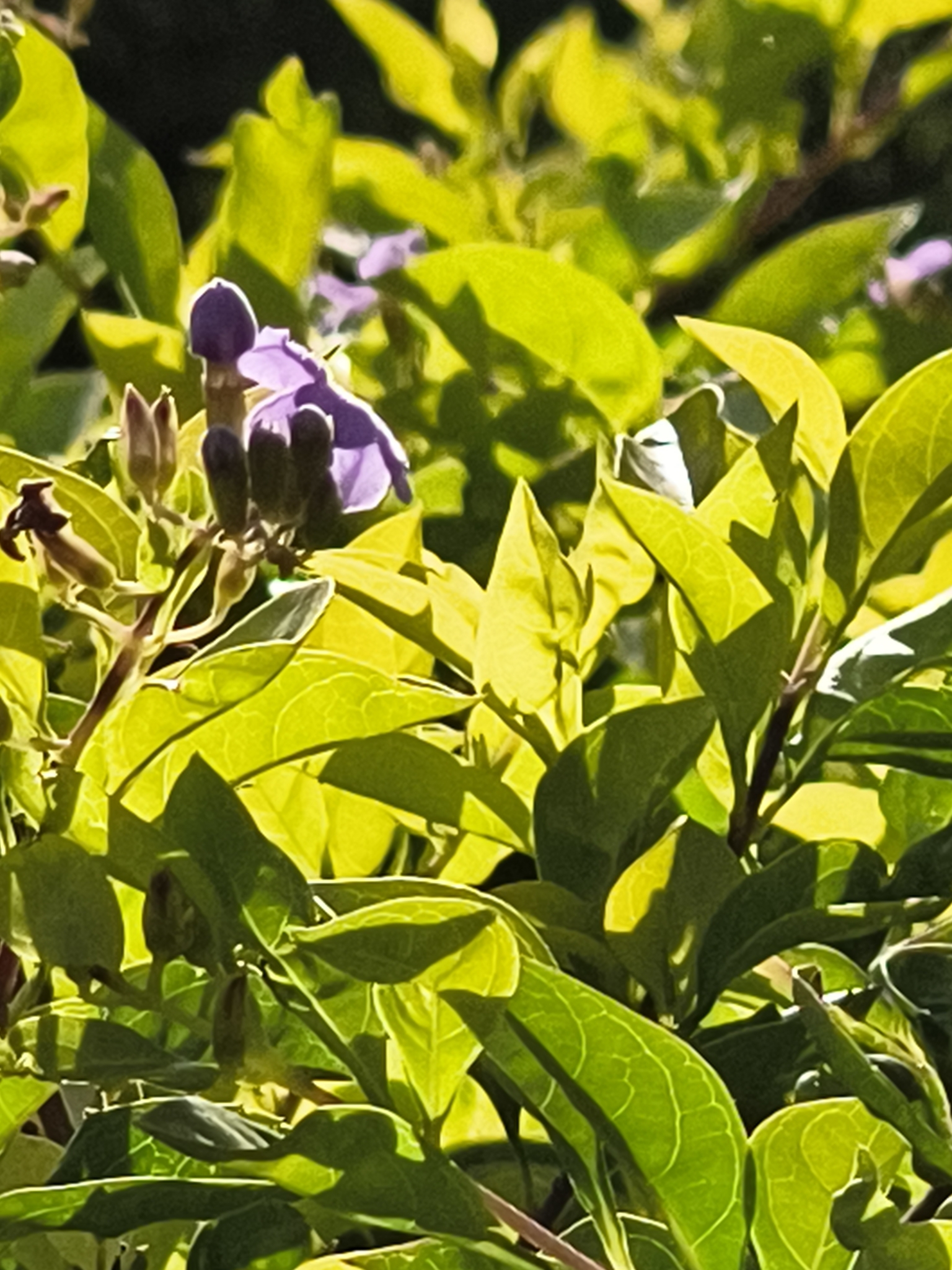 Lemon Pansy