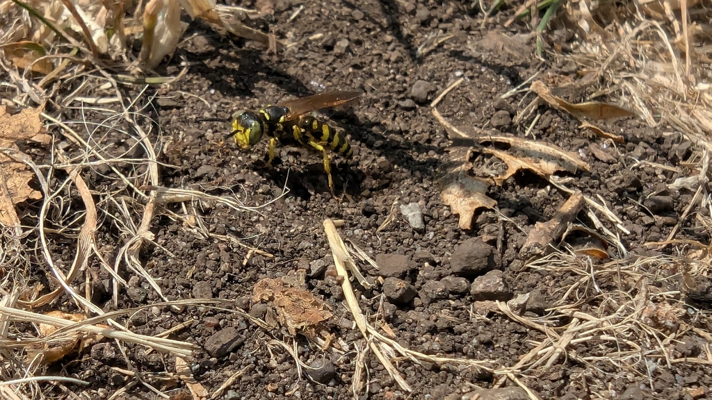 Philanthus crabroniformis