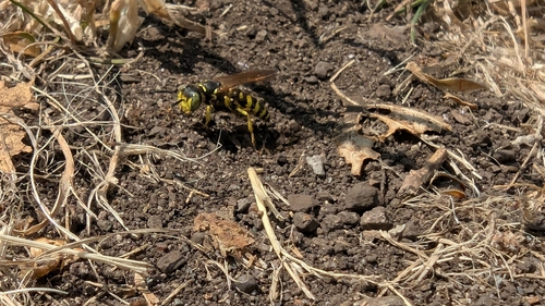 Philanthus crabroniformis