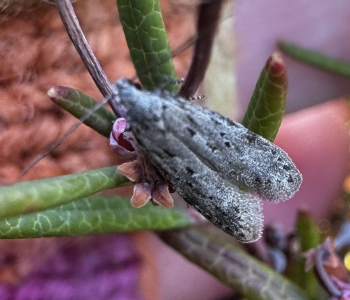 Black-speckled Groundling