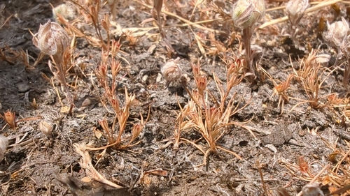 kellogg's dwarf rush (Juncus kelloggii)