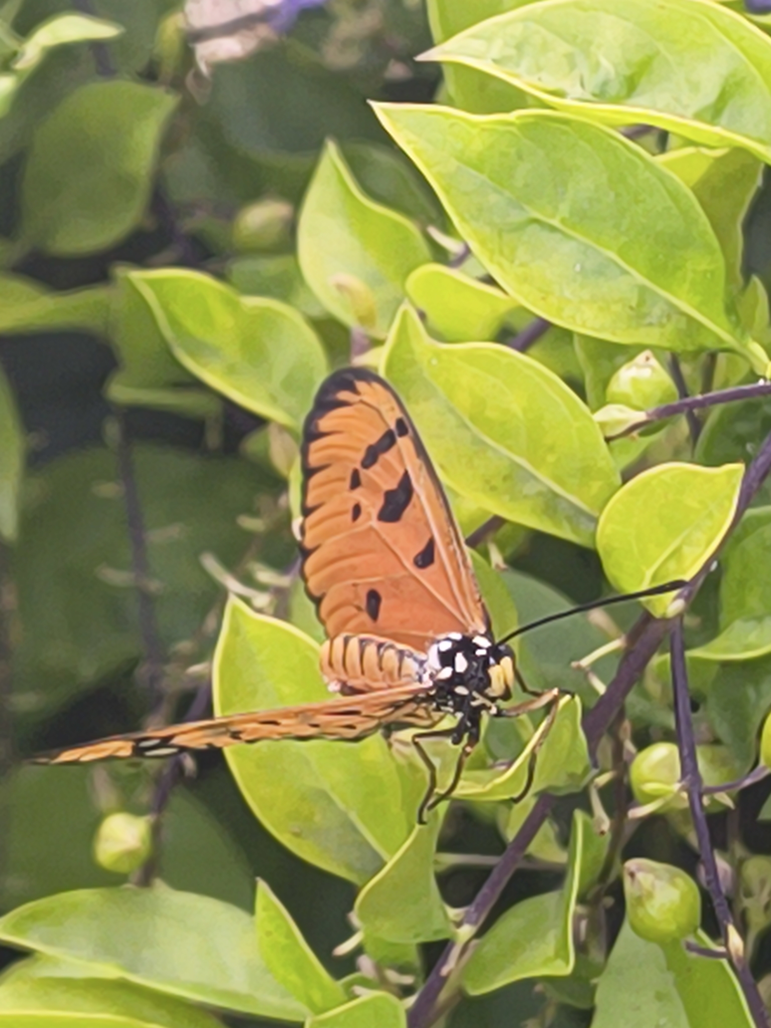 Tawny Coster