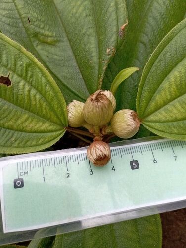 Melastoma denticulatum observed 2024-11-06