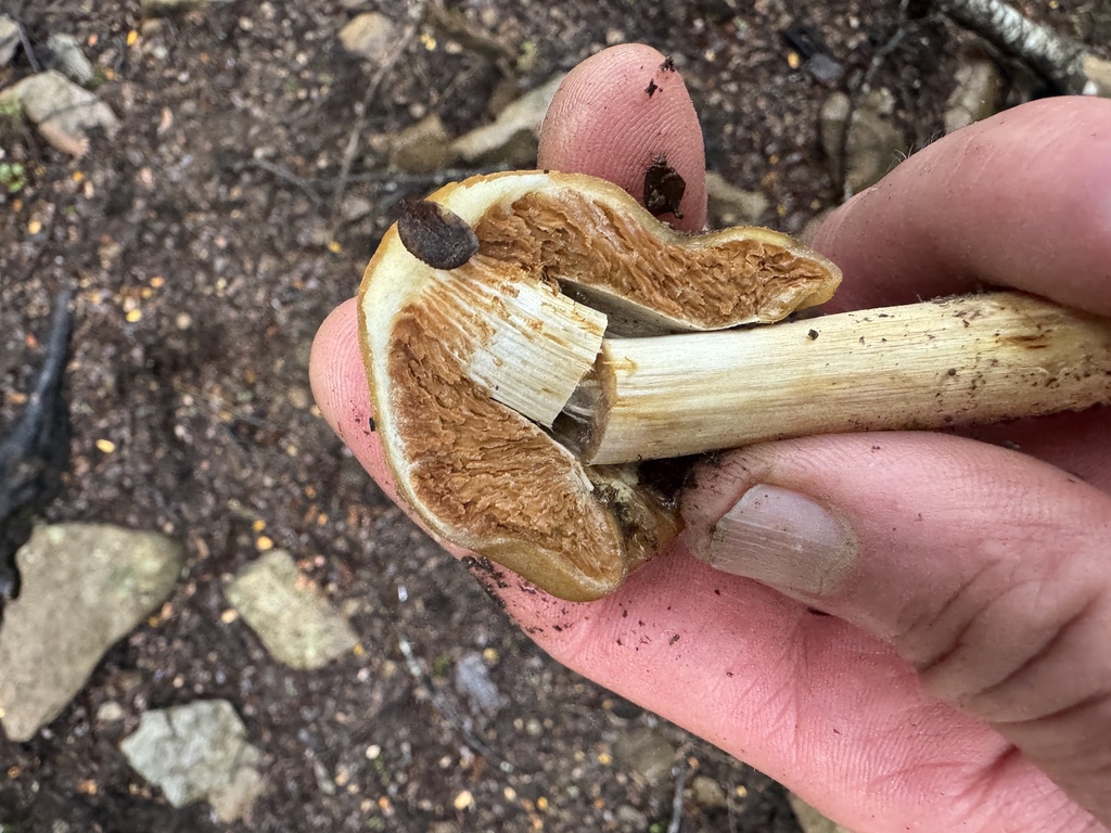 Cortinarius epiphaeus · June 2025 · photo: © iandickie (iNaturalist, cc-by)