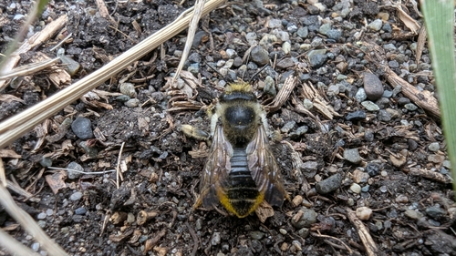 Western Leafcutter Bee (Megachile perihirta), a species recorded in Washington