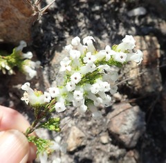 Erica denticulata