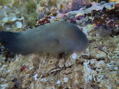 Black Sea-Squirt photo 4