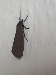 Virbia laeta