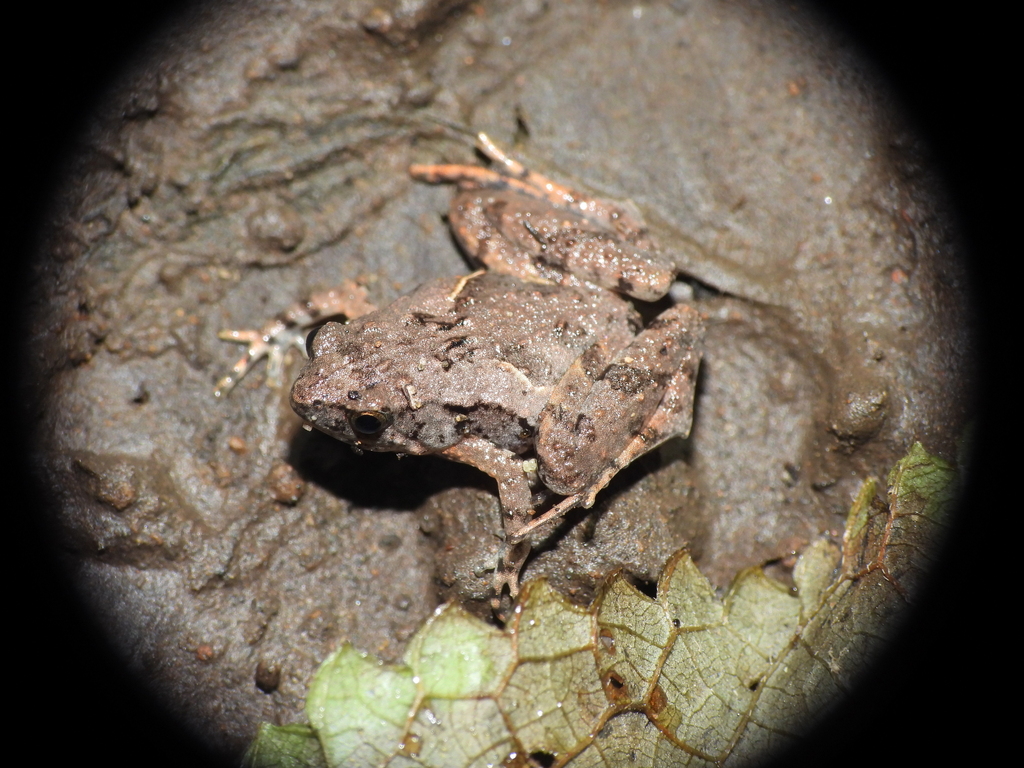 Percil berselaput (Microhyla palmipes)