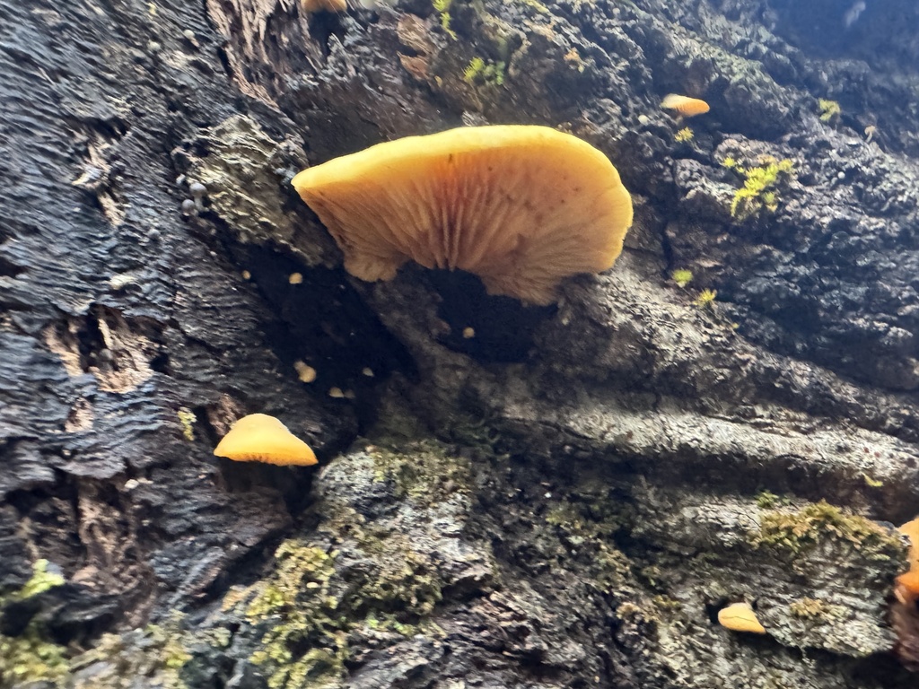 Crepidotus praecipuus · June 2025 · photo: © iandickie (iNaturalist, cc-by)