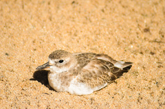 Charadrius obscurus