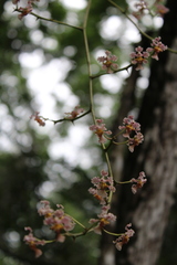 Trichocentrum oerstedii