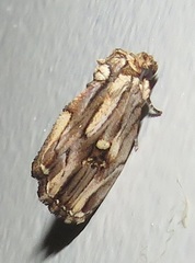 Anedhella interrupta