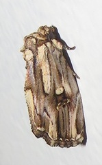 Anedhella interrupta
