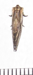 Anedhella interrupta