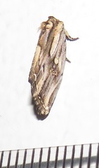 Anedhella interrupta