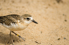 Charadrius obscurus