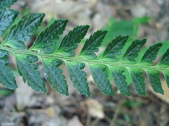 Arachniodes simplicior