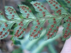 Arachniodes simplicior