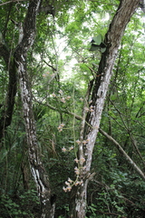 Trichocentrum oerstedii