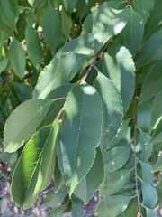 Prunus serotina
