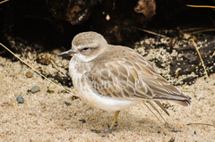 Charadrius obscurus